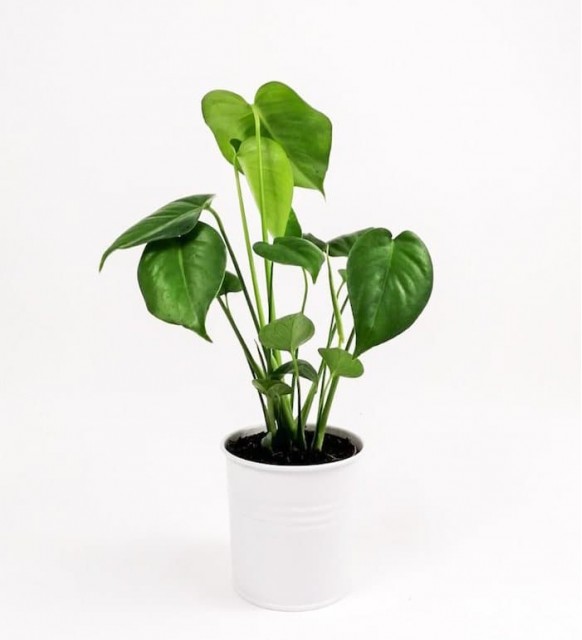 Monstera Deliciosa Saksı Bitkisi